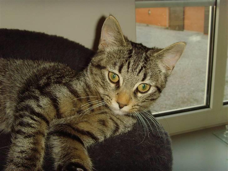 Blanding af racer Civic - Hygger lige lidt  billede 2