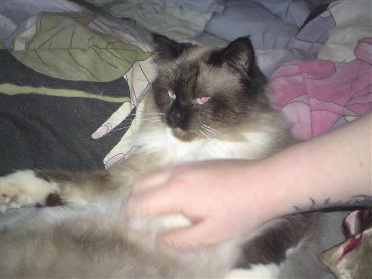 Ragdoll Tyler - Elsker og blive nusset på maven  billede 5