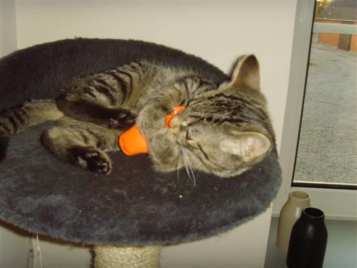 Blanding af racer Civic - Er lige ved at dræbe min flodhest billede 3