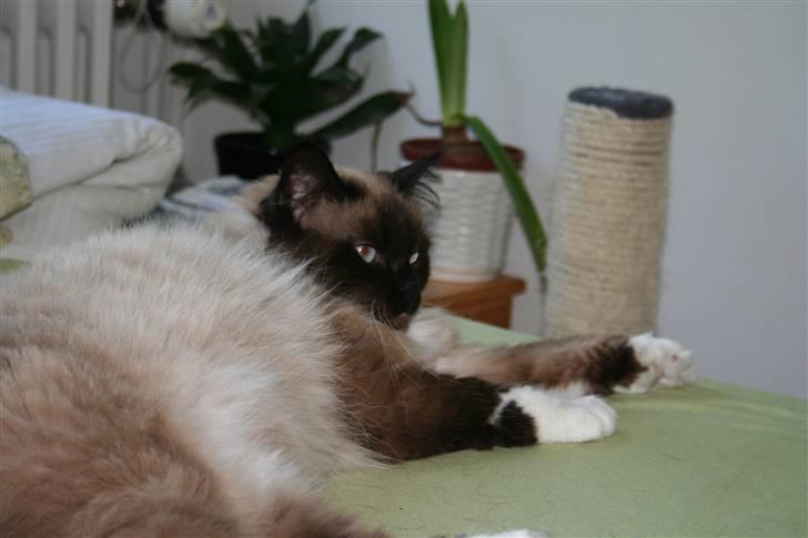 Ragdoll Tyler billede 6