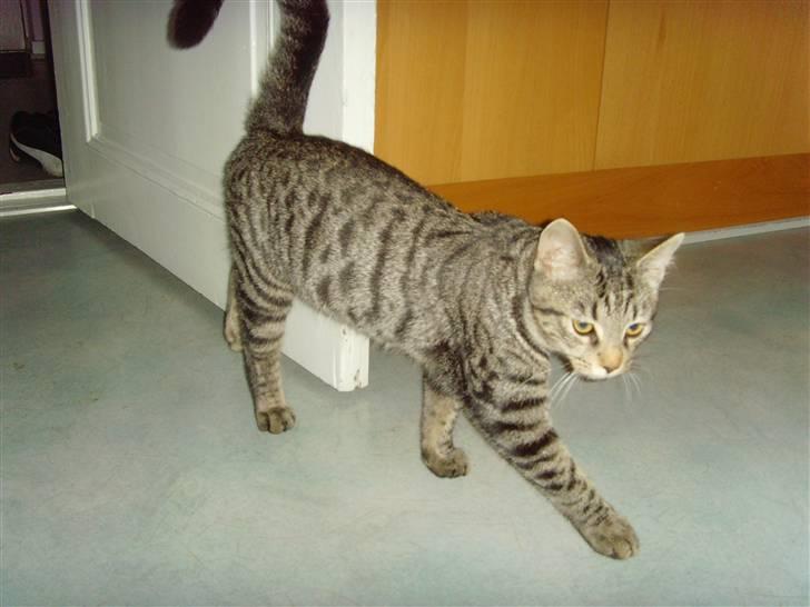 Blanding af racer Civic - Her kommer jeg billede 5