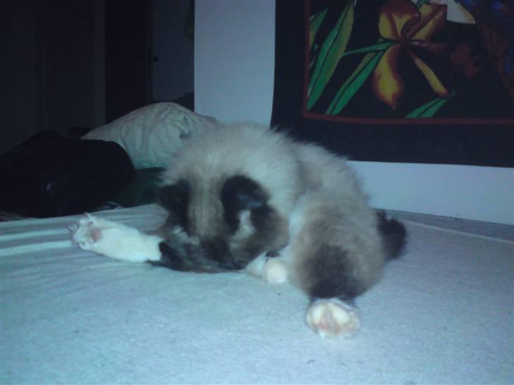 Ragdoll Tyler - Kan du også gøre det?  billede 7