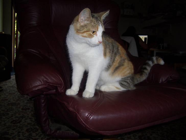 Huskat line - nyeste billede.. billede 1