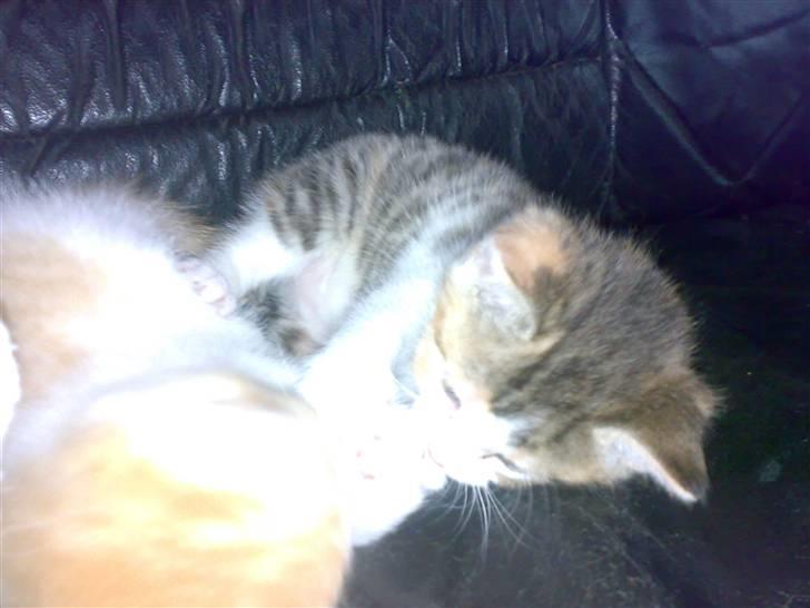 Huskat line - som killing.. billede 2