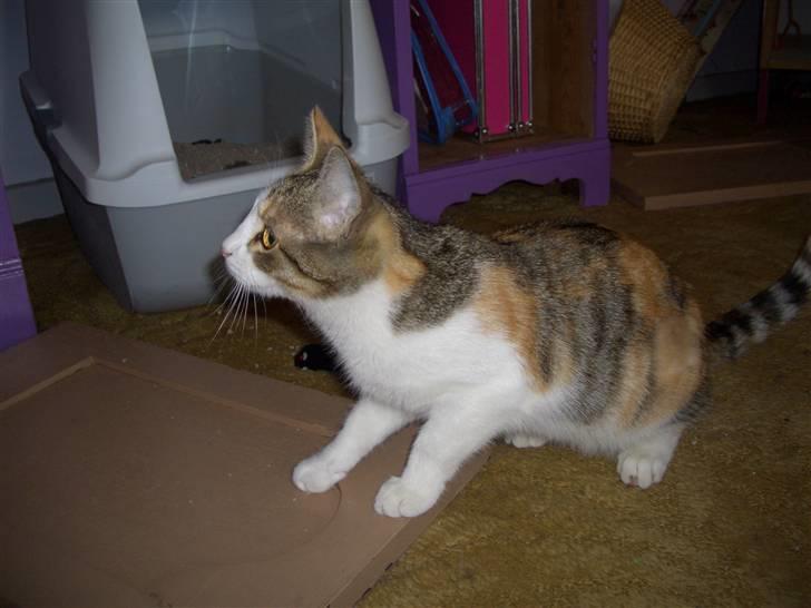 Huskat line billede 3