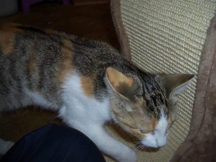 Huskat line billede 4