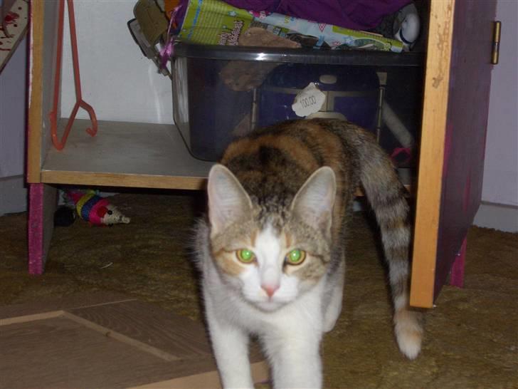 Huskat line billede 5