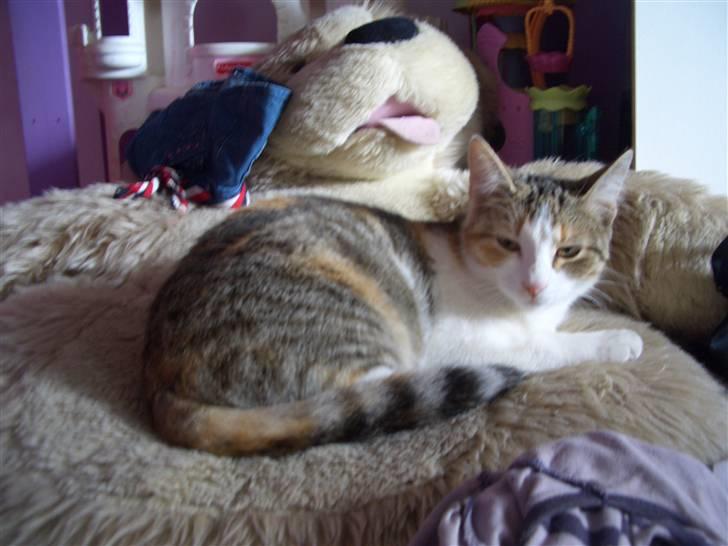 Huskat line billede 6