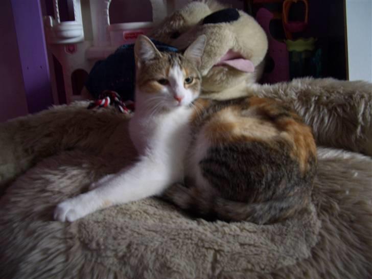 Huskat line billede 7