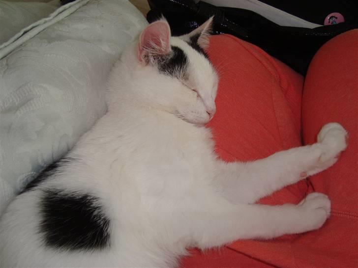 Huskat Anders billede 3