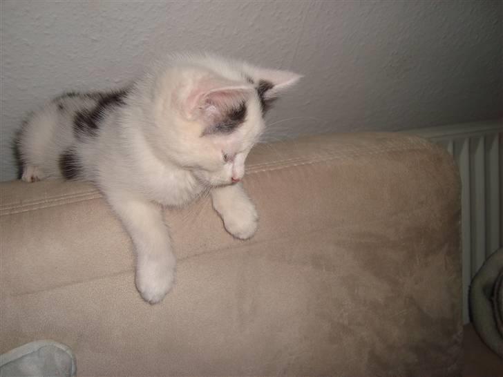 Huskat Anders billede 4