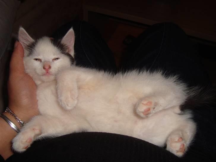 Huskat Anders billede 5