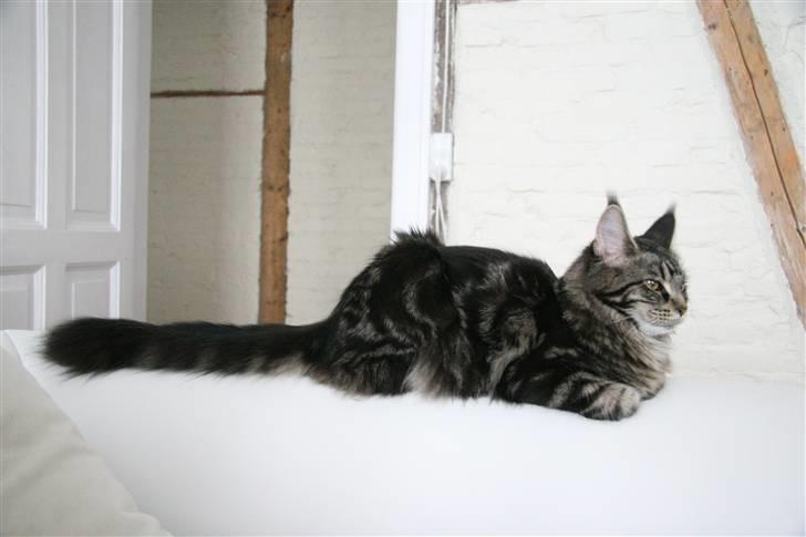 Maine Coon Prinsesse Laia - Laia der slænger sig på sofa ryggen:o)  billede 1