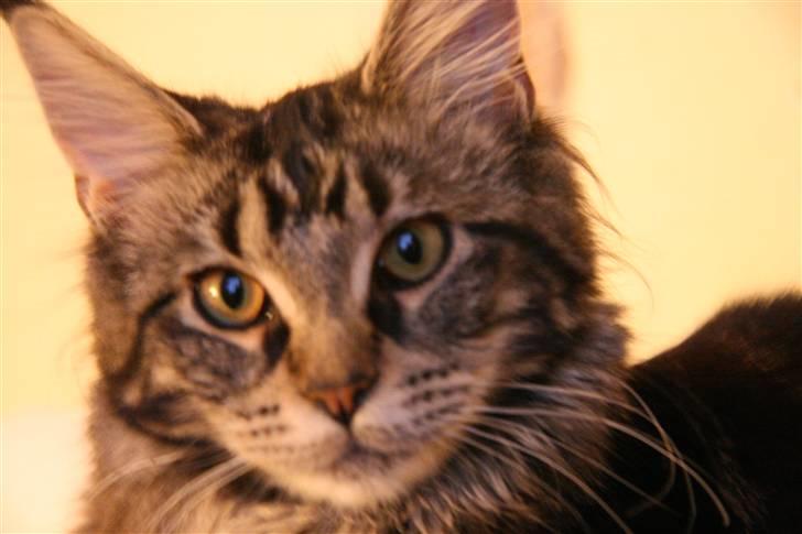 Maine Coon Prinsesse Laia - Smukke pigen close up...:) billede 2