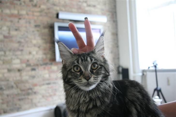 Maine Coon Prinsesse Laia - He he! Mor driller mig.....:o) billede 3