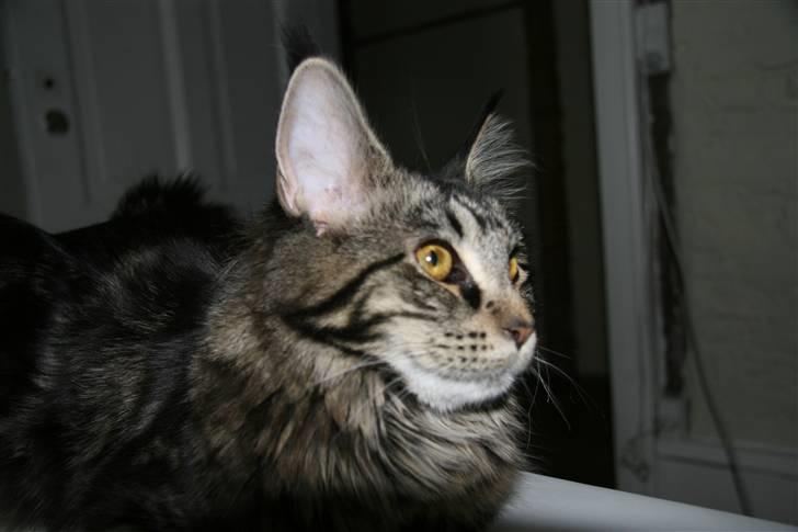 Maine Coon Prinsesse Laia - Profilen af Verdens smukkeste Prinsesse mis:o) billede 4