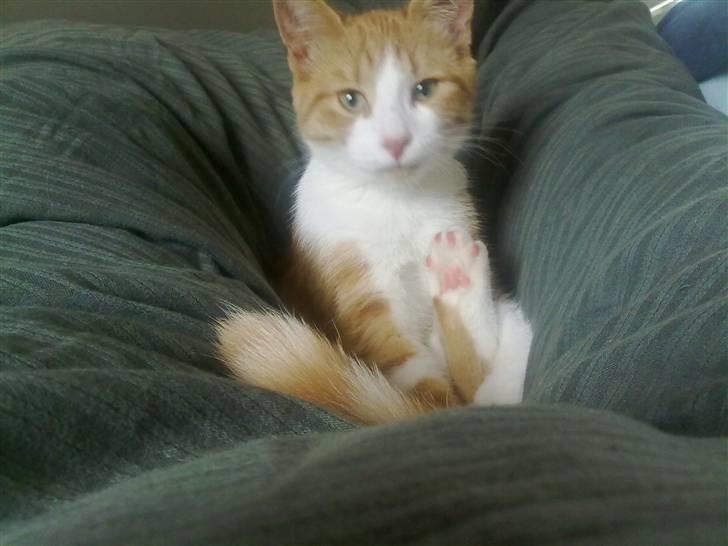 Blanding af racer prinsesse hugo - Prinsessen når hun har det allerbedst :)  billede 1