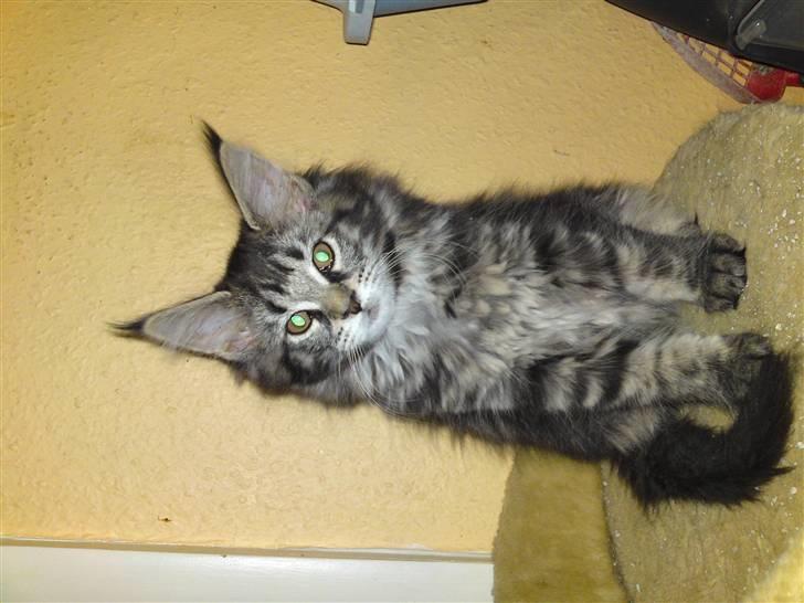 Maine Coon Prinsesse Laia - Den dag min nye mor og far hentede mig:o) billede 5