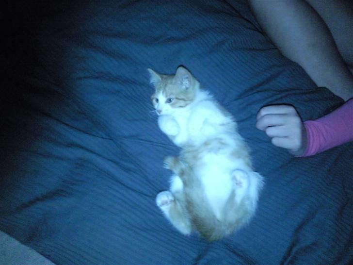 Blanding af racer prinsesse hugo billede 2