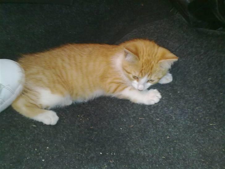 Blanding af racer prinsesse hugo - hun blev desværre køresyg på vejen hjem. billede 3