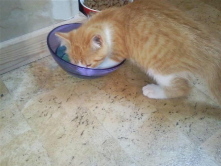 Blanding af racer prinsesse hugo billede 4