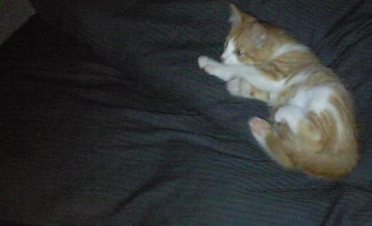 Blanding af racer prinsesse hugo billede 5