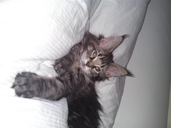 Maine Coon Prinsesse Laia - Laya er en meget feminin kat:o) billede 6