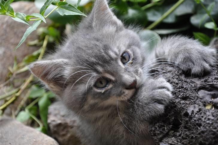 Blanding af racer Oskar billede 1