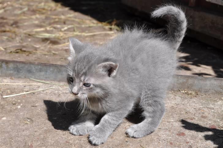 Blanding af racer Oskar billede 2