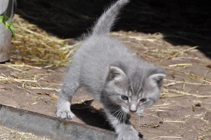 Blanding af racer Oskar billede 3