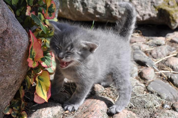 Blanding af racer Oskar billede 4