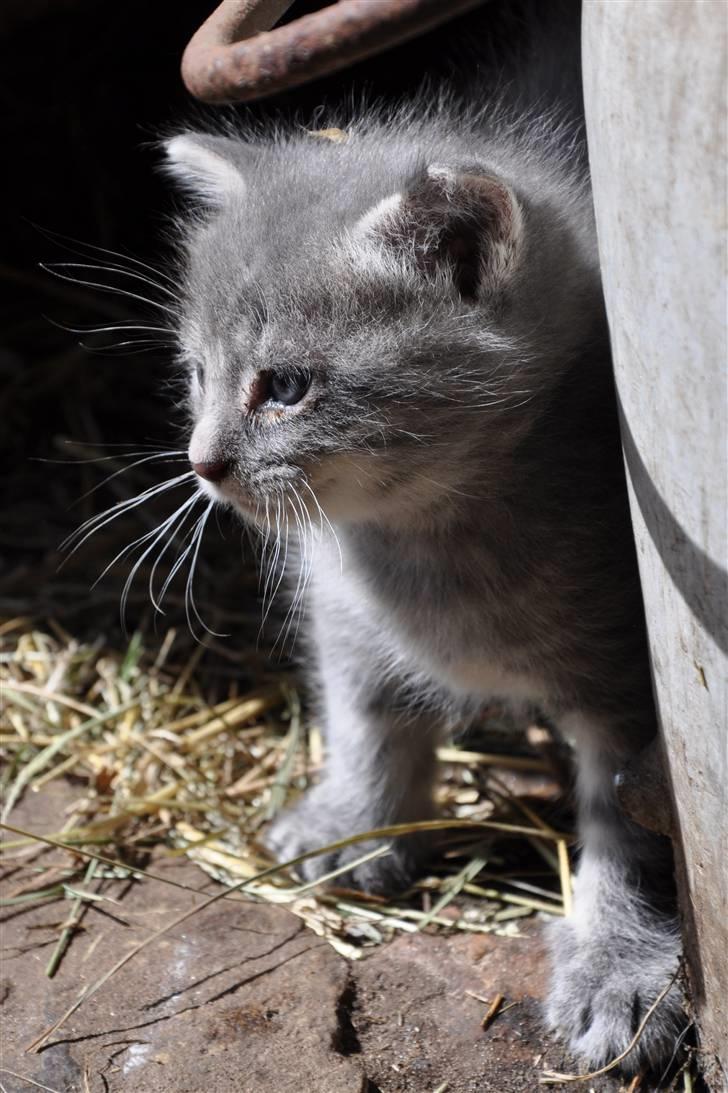 Blanding af racer Oskar billede 5