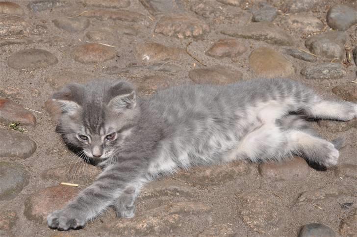 Blanding af racer Oskar billede 6