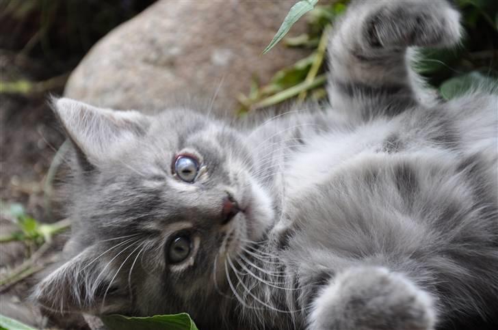 Blanding af racer Oskar billede 7