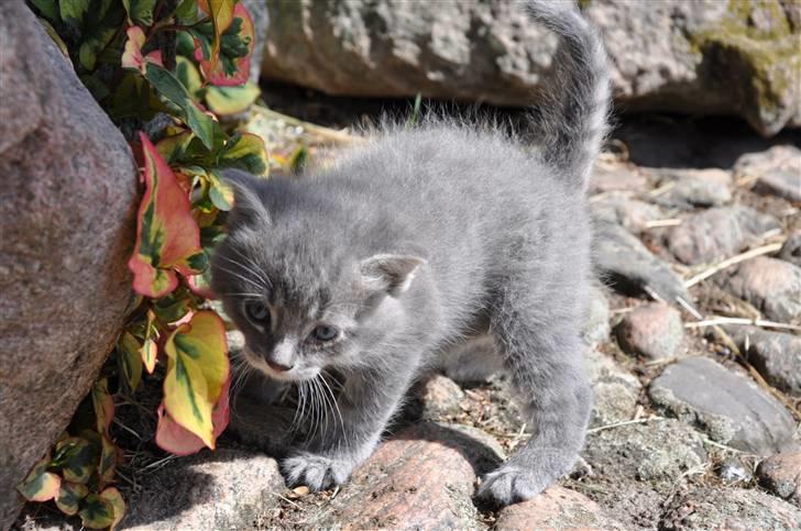 Blanding af racer Oskar billede 8