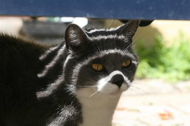 Blanding af racer Picasso billede 14