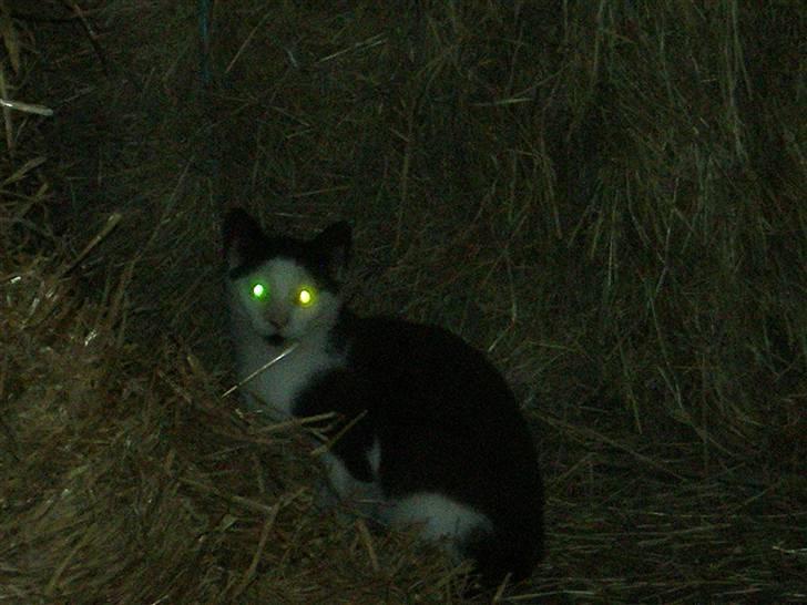 Huskat Frederik R.I.P billede 18