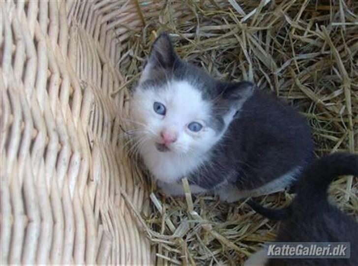 Huskat Frederik R.I.P billede 19