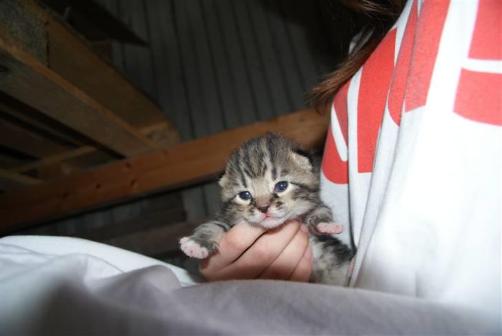 Blanding af racer Mack - min lille mis er oppe :) billede 10