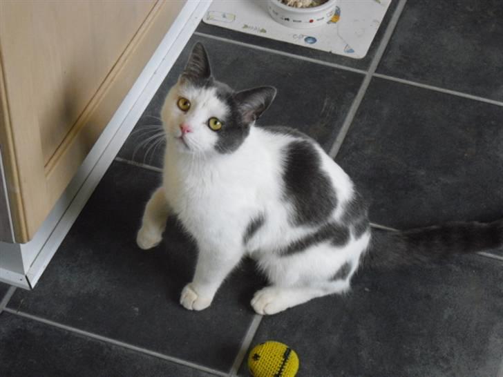 Blanding af racer Trold billede 1