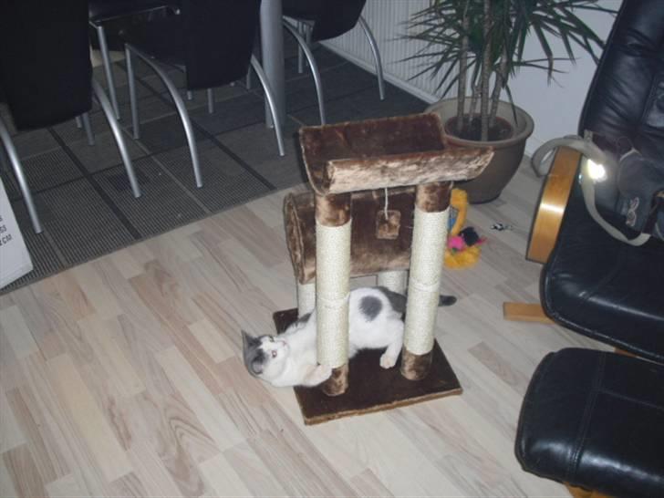 Blanding af racer Trold billede 2