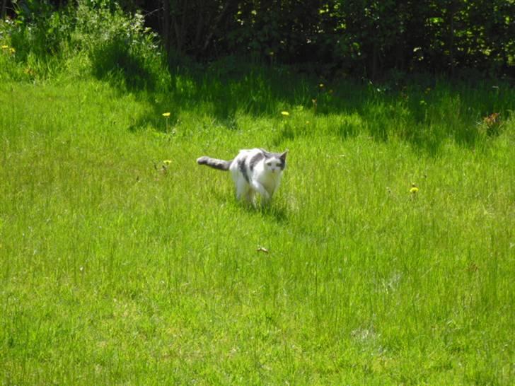 Blanding af racer Trold billede 3