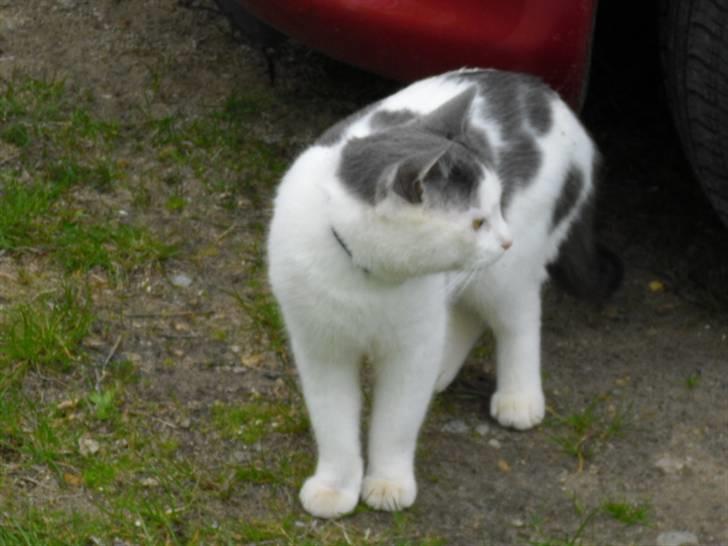 Blanding af racer Trold billede 4