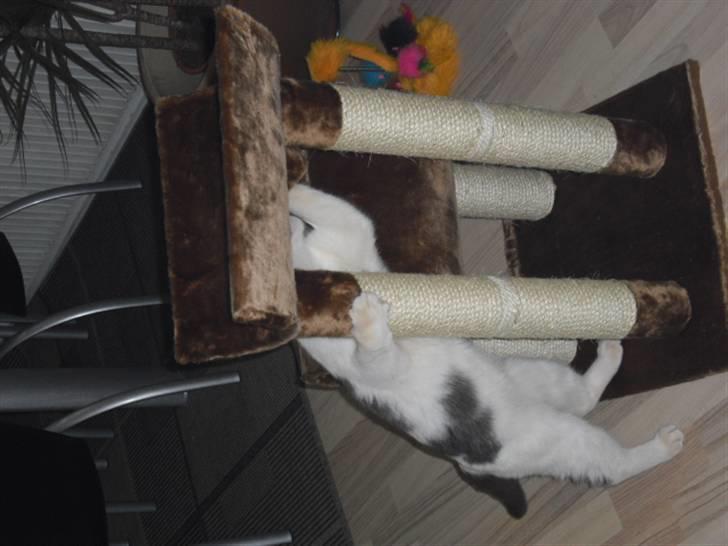 Blanding af racer Trold billede 5