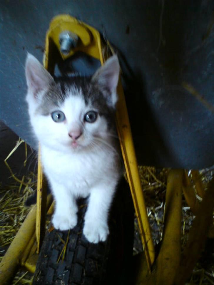 Huskat Magnus Pivert Prut. - Velkommen til Magnus Pivert Prut´s Profil læg en kommentar og en bedømmelse. billede 1