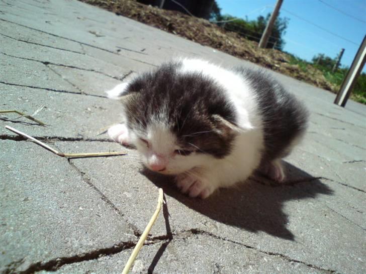 Huskat Magnus Pivert Prut. - Er han ikke cute.. billede 2