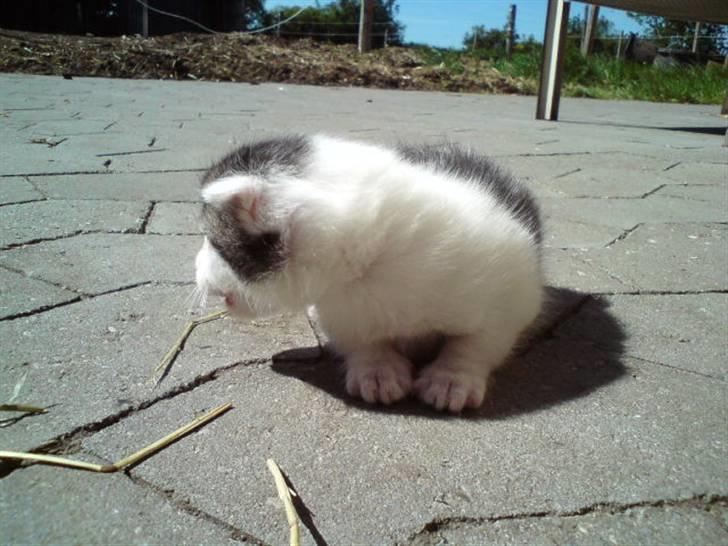 Huskat Magnus Pivert Prut. billede 3