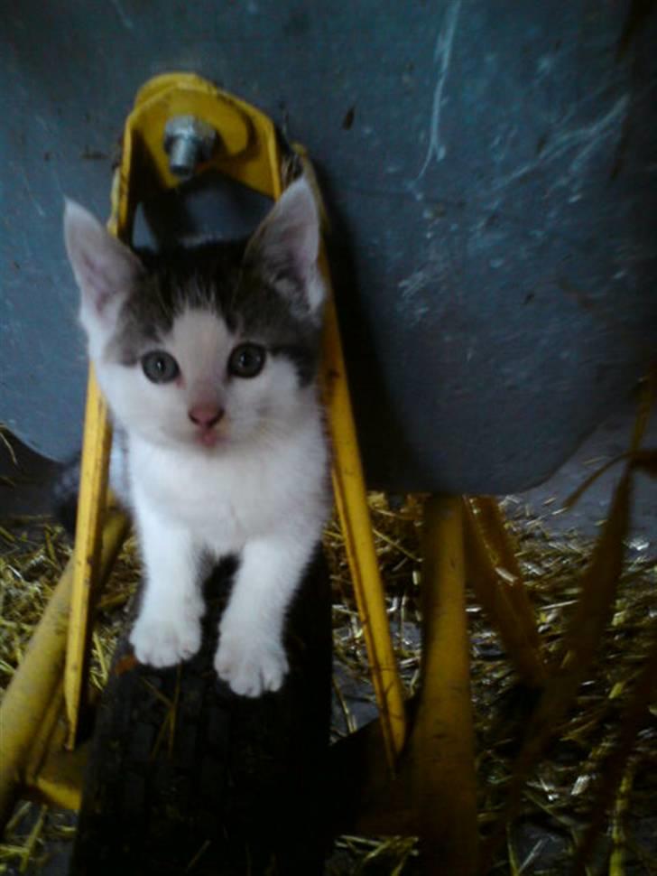 Huskat Magnus Pivert Prut. - Han kan godt li´at side på trillebøren.. billede 4