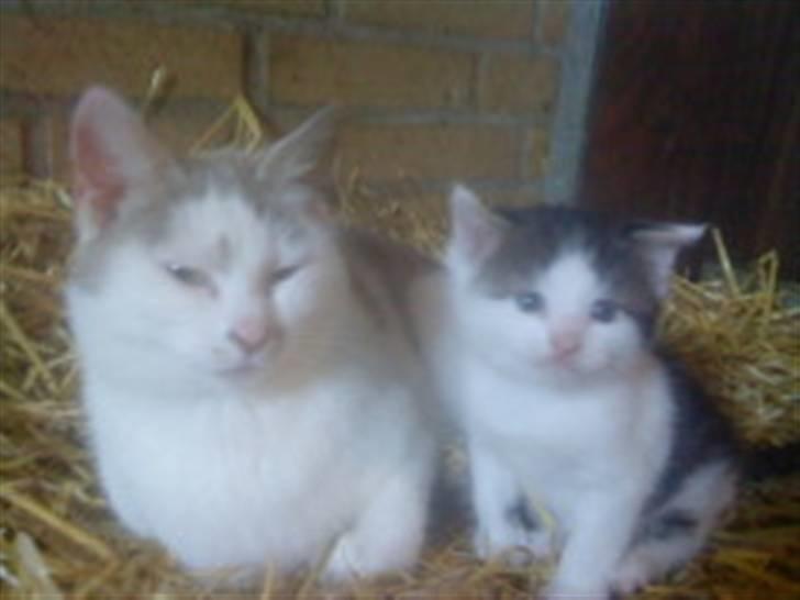 Huskat Magnus Pivert Prut. - Magnus sammen med Missemor.. billede 5