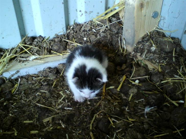 Huskat Magnus Pivert Prut. - Han er så sød... billede 6